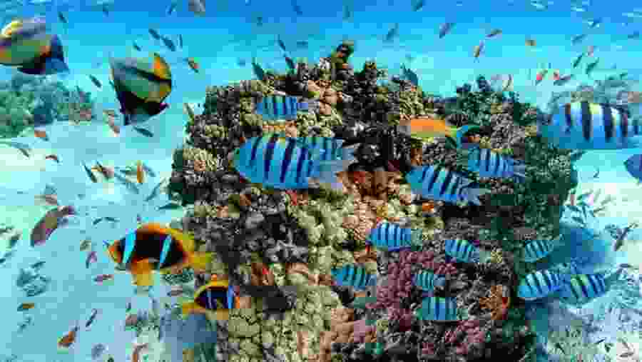 Snorkeling in Trincomalee