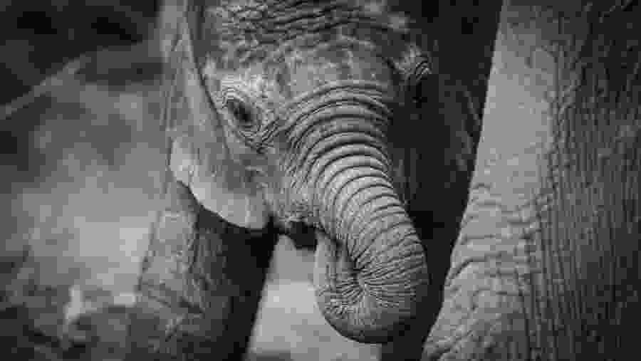 Click Picture of an Elephant at Kruger