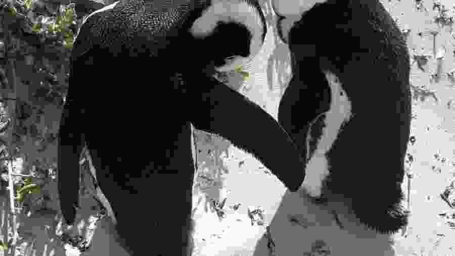 Boulder's Beach in South Africa