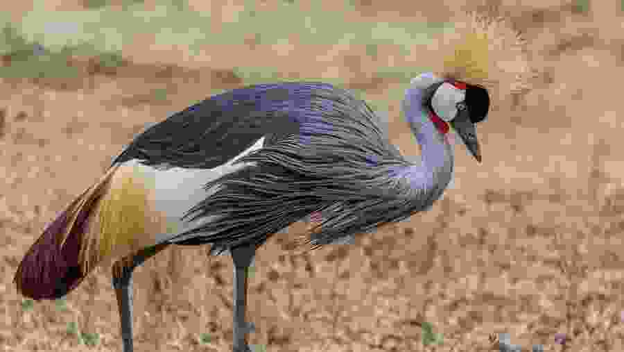 Grey Crowned Crane