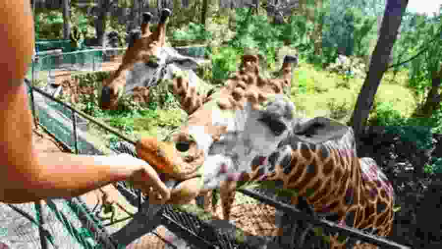 Masai Giraffe