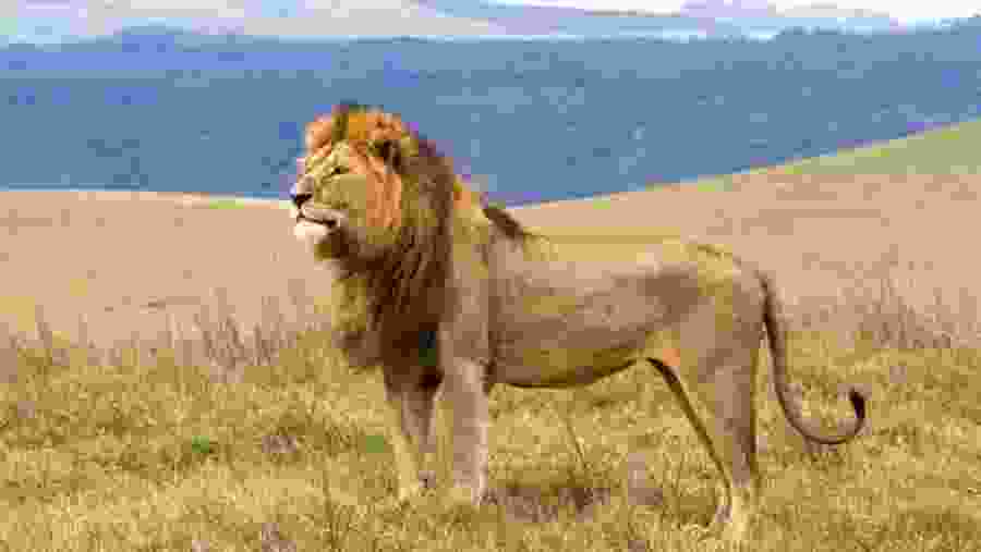 Lion in Ngorongoro Conservation Area