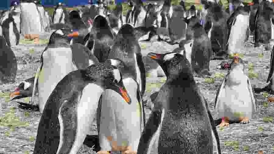 Witness the wildlife