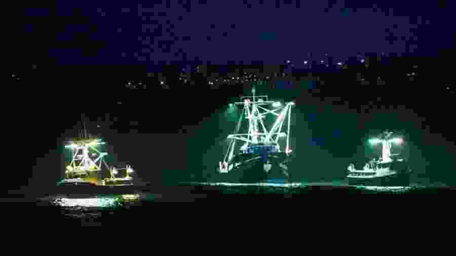 Squid Fishing in Vladivostok