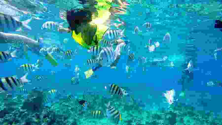 Snorkelling
