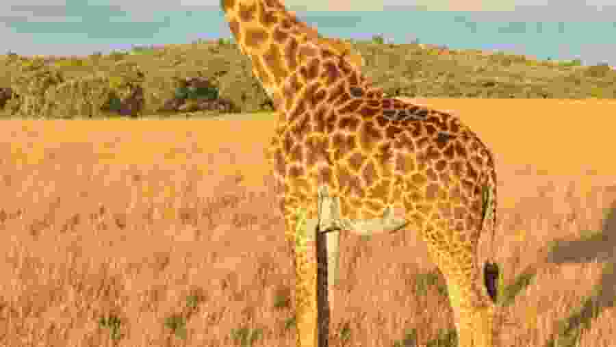 Northern giraffe