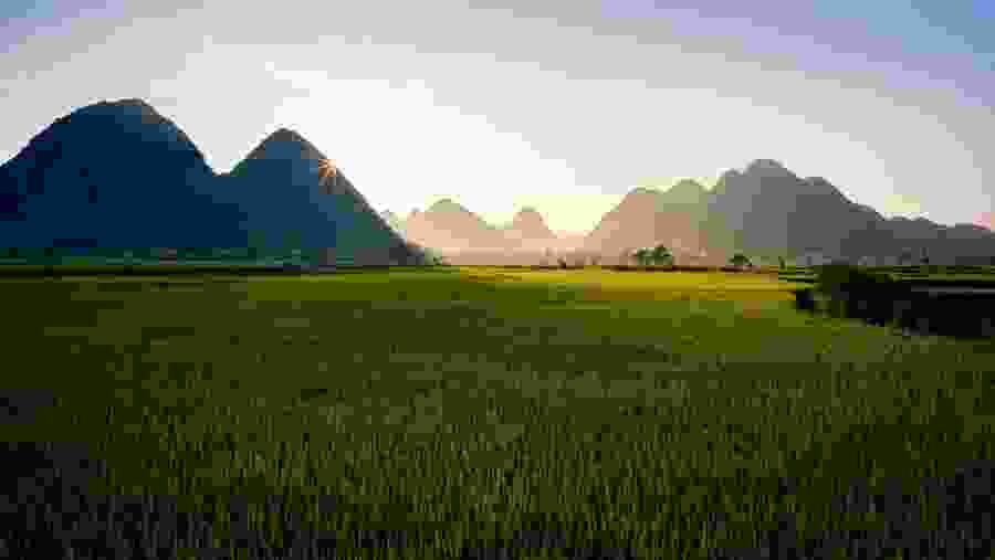 Green and Yellow wherever I looked. 