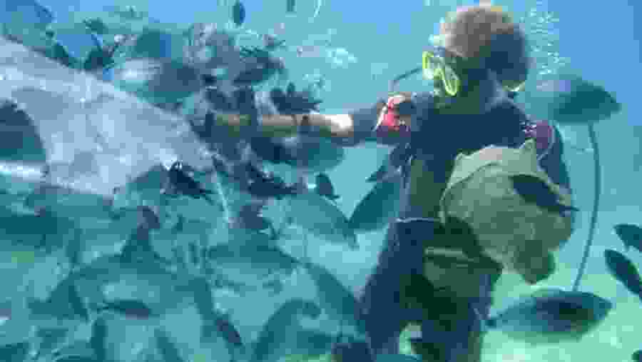 Dive in the best diving spots in Berau