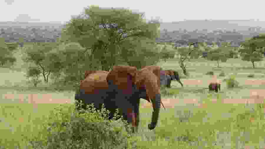 Witness the African wildlife