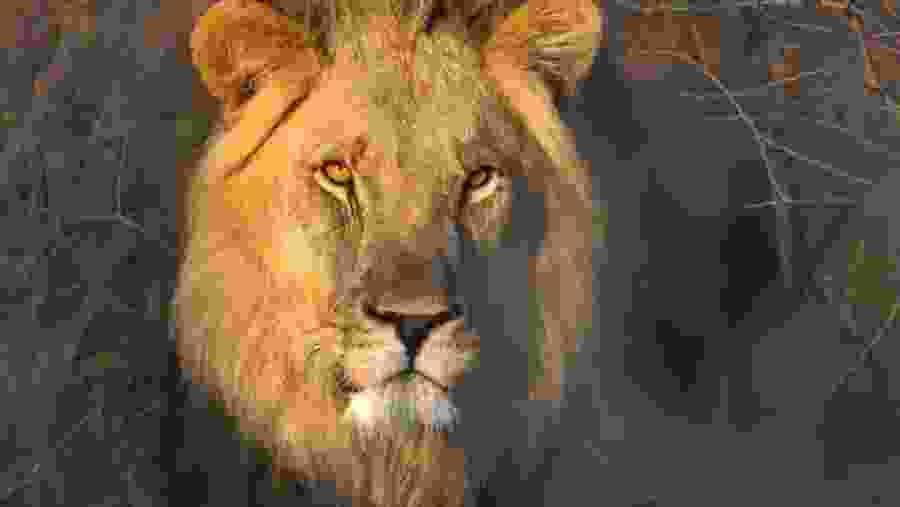 Lion seen on safari
