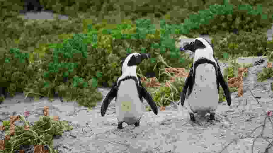 Visit the penguin colony at Boulders Beach