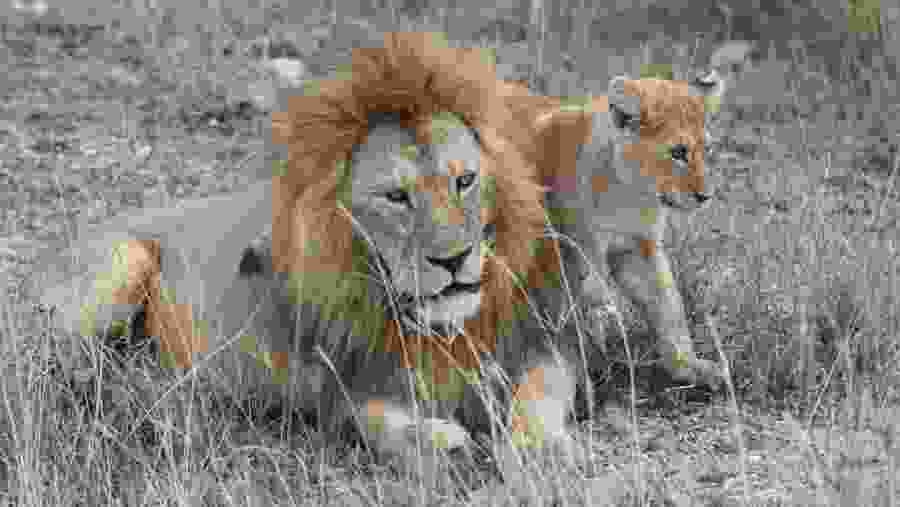 The lion king