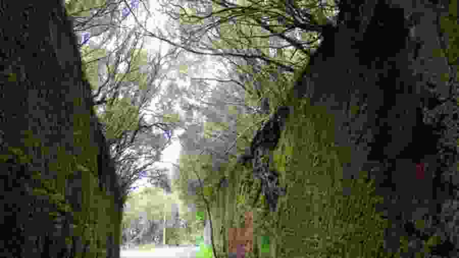 Anaga Biosphere Reserve