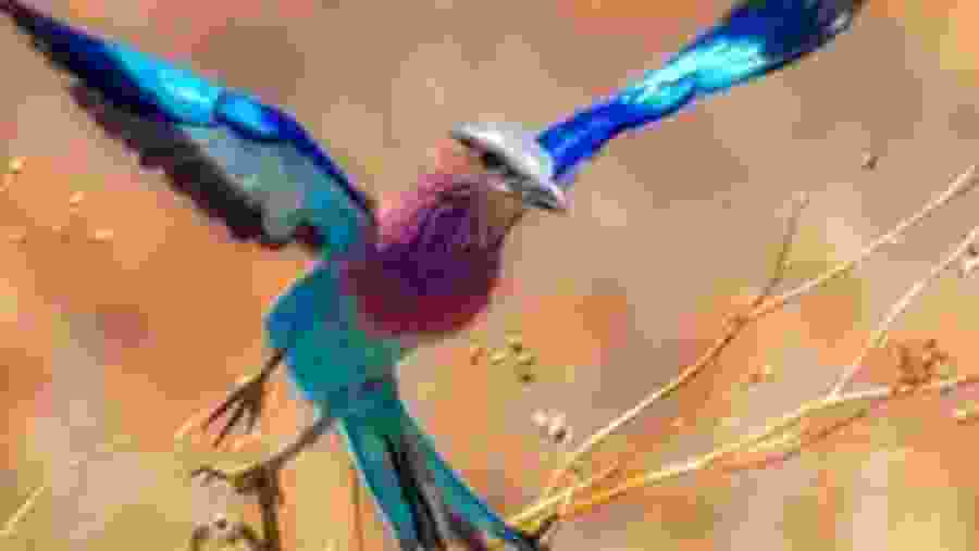 Spot the unique birdlife