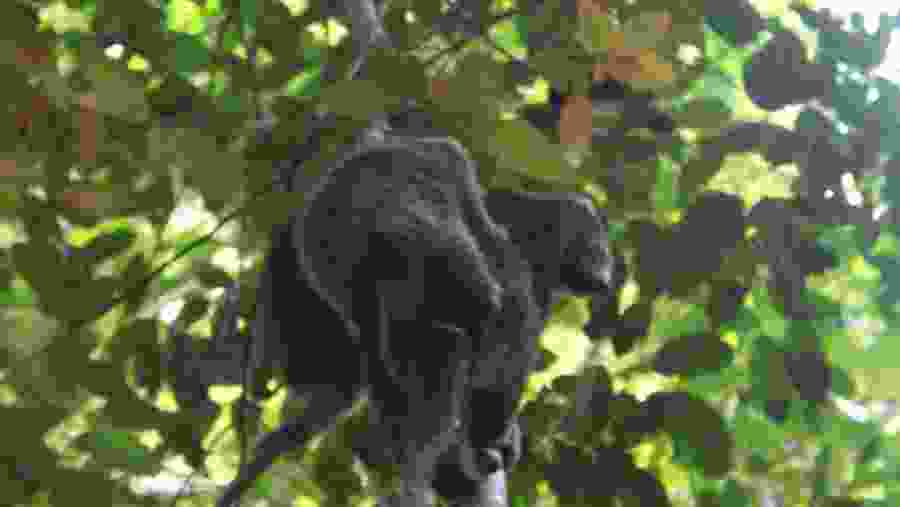 Sulawesi bear cuscus