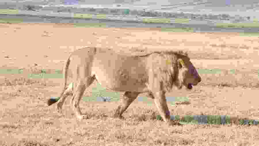 A lion at Tarangire National Park
