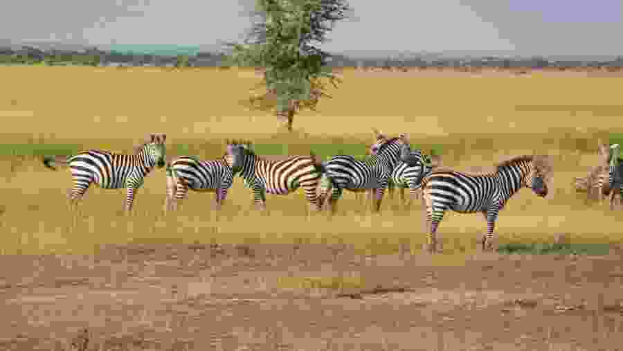 Zebras grazing - Masai Mara