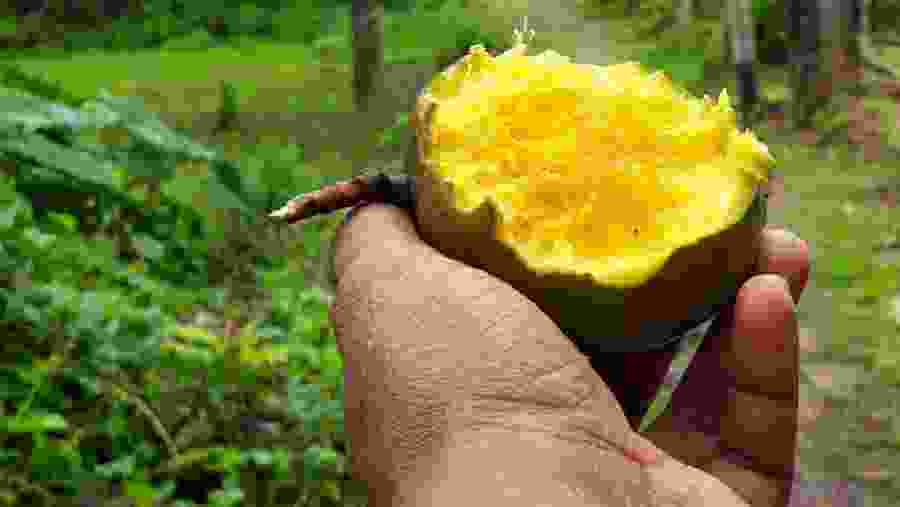 Enjoy Delicious Local Fruit