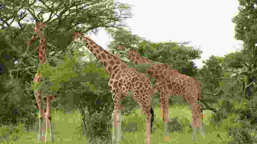 Giraffe at Murchison Falls National Park