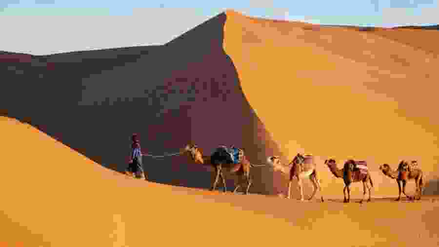 Ride A Camel Across Merzouga Desert