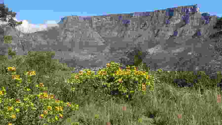 Table Mountain