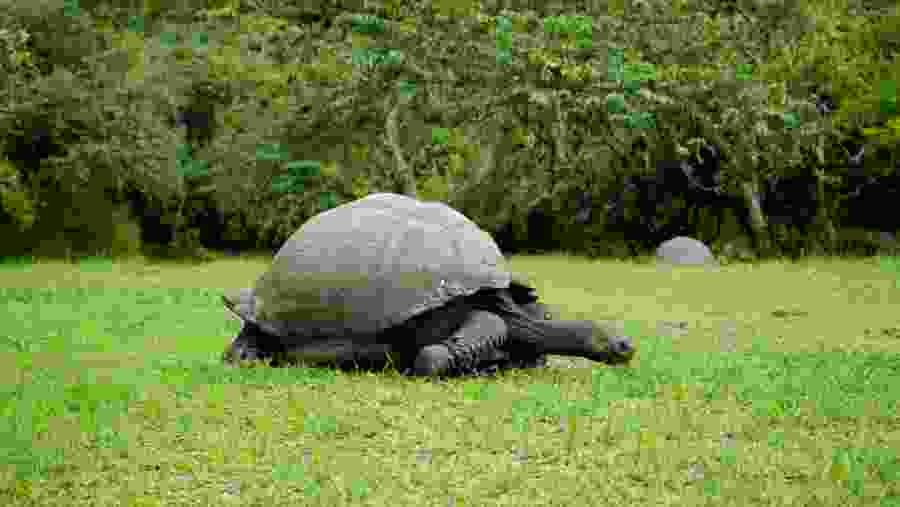 Giant Tortoise