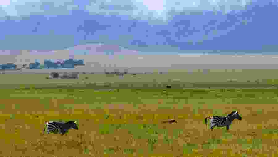 Zebras grazing at Ngorongoro