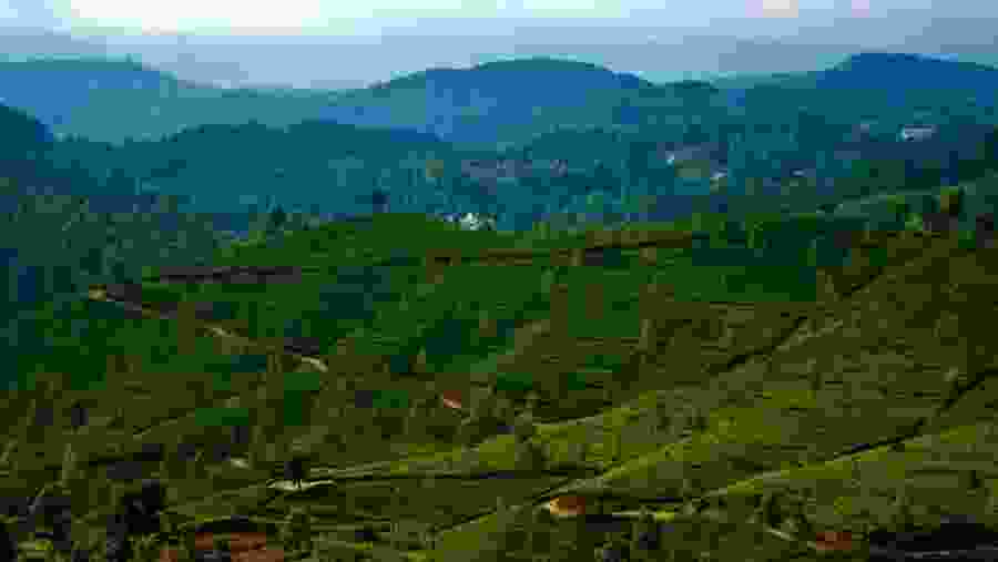 Nuwara Eliya's Tea plantations