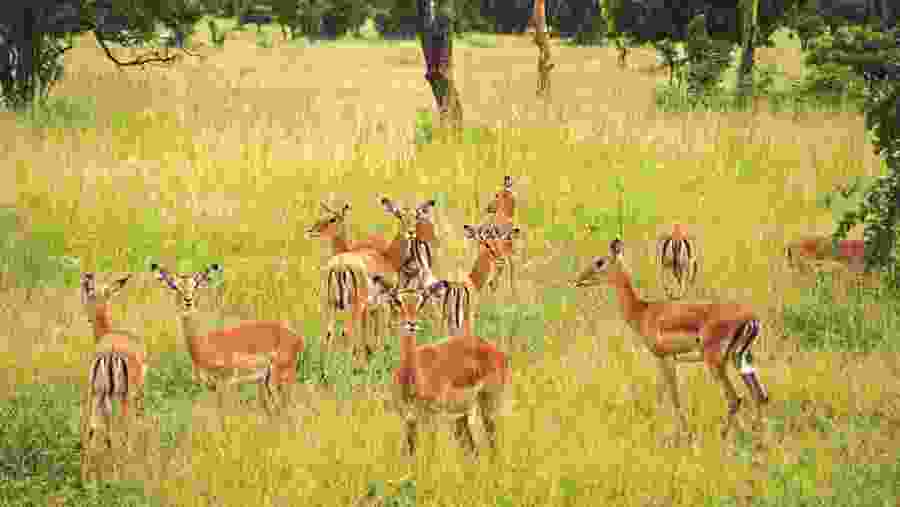 Spot wildlife amidst lush landscapes