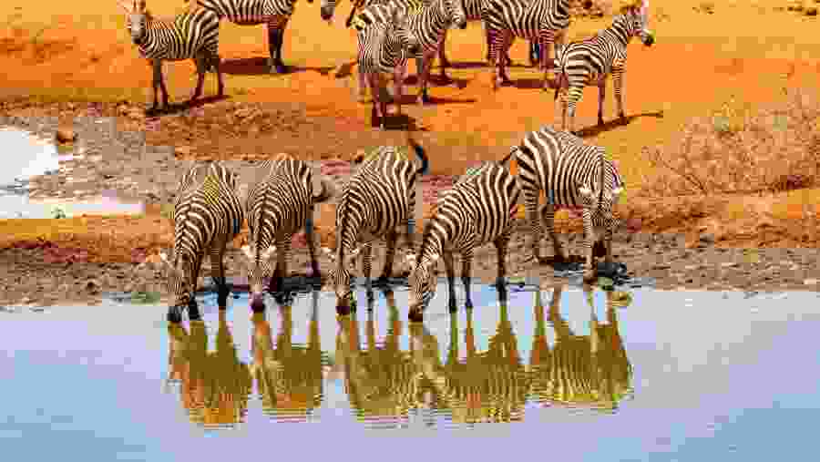Witness the African zebra