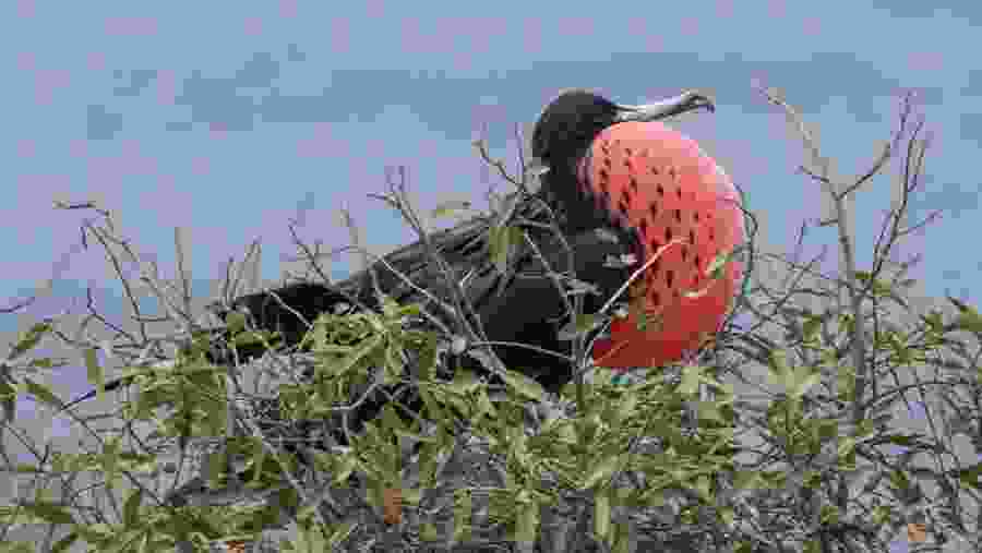 Frigate bird