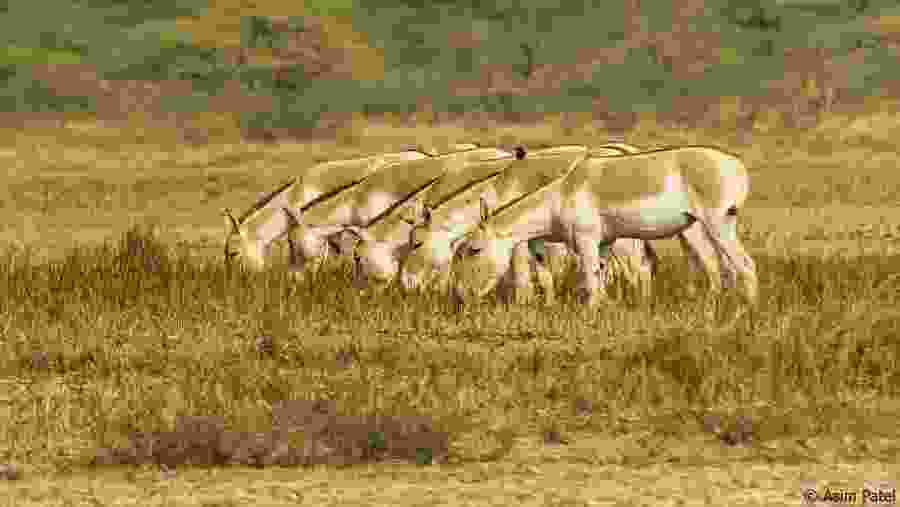 Indian Wild Ass
