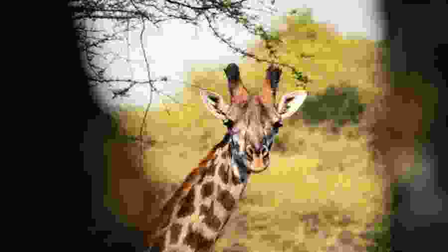 Giraffe