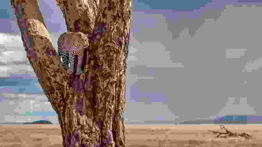 Tree Climbing Cheetah at Manyara National Park