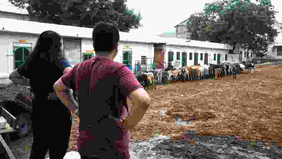 Gaushala House in Nathdwara Temple