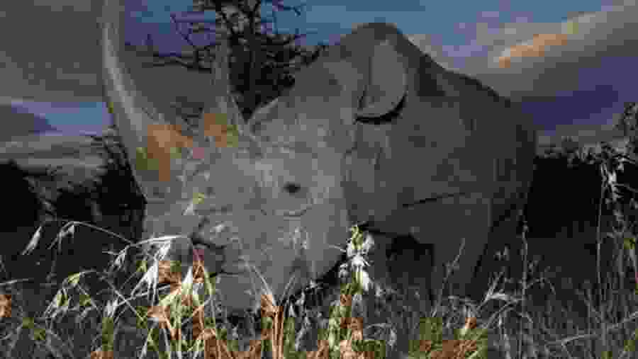 Spot a Rhino, Samburu National Reserve, Kenya