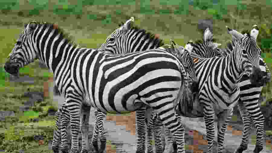 Zebras