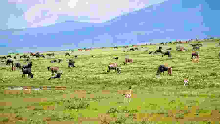 Wildebeest herd