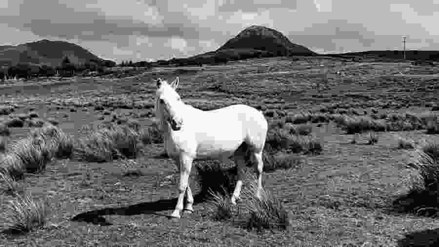 Connemara Pony in the National Park