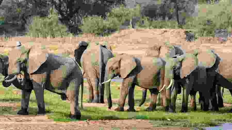 Herd of Elephants at Tarangire