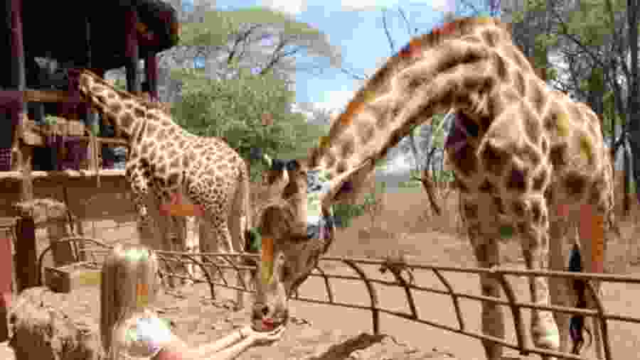 Giraffe centre