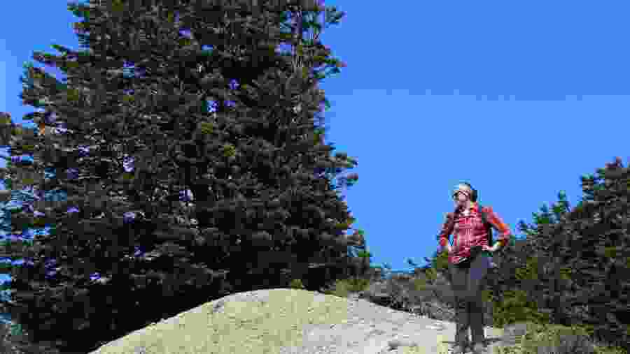 Travellers in Patagonian Forest