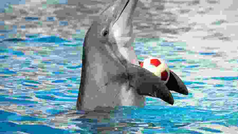 Dolphin show