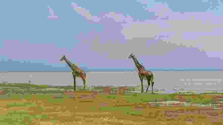 Witness towering giraffes