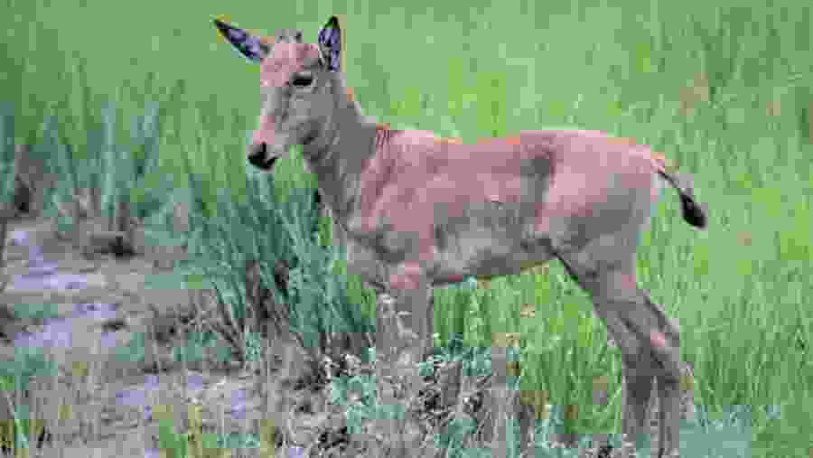 Jackson's Hartebeest in the Kidepo Park