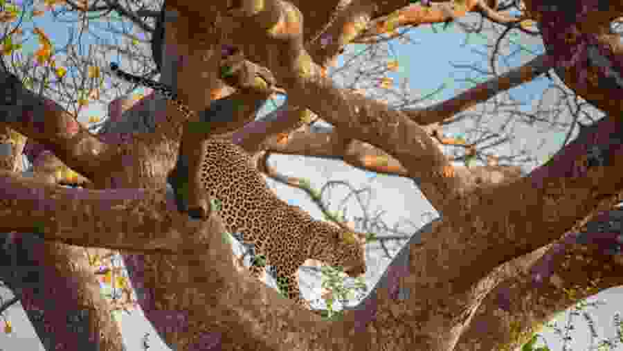 Wildlife in Africa