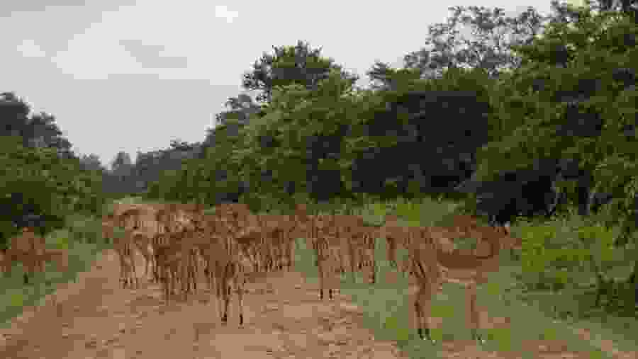 Impalas at Selous Game Reserve