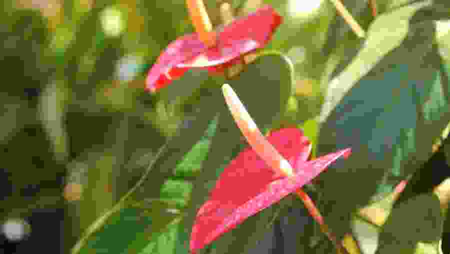 Native Flowers of Martinique
