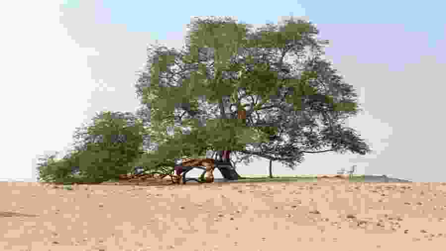 Tree of Life, Manama, Bahrain
