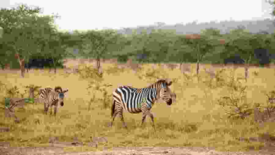 Zebras
